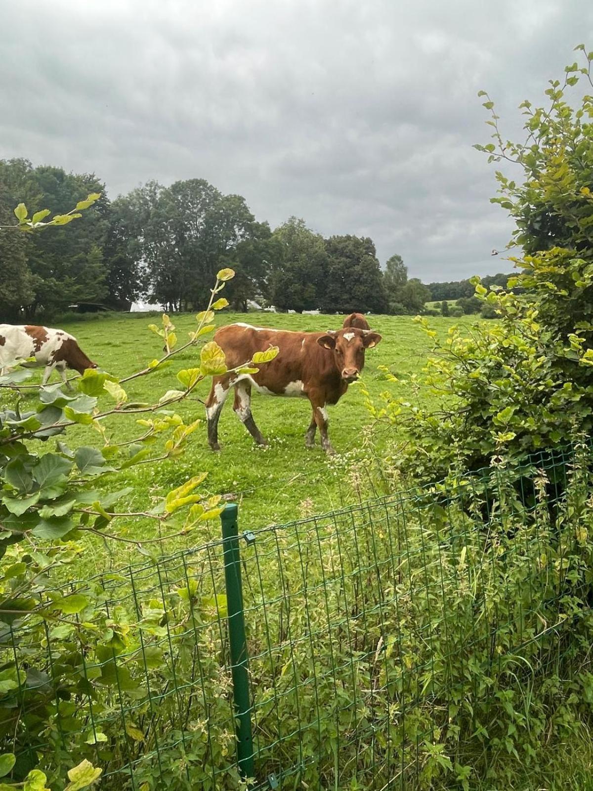Le Gite Du Vieux Chene Bertogne Exteriör bild